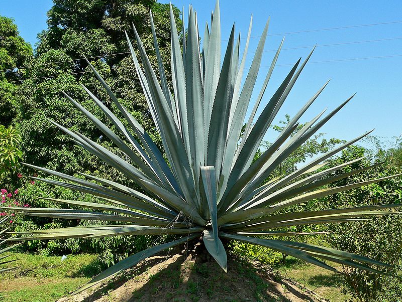 Agave bleue, Tequila